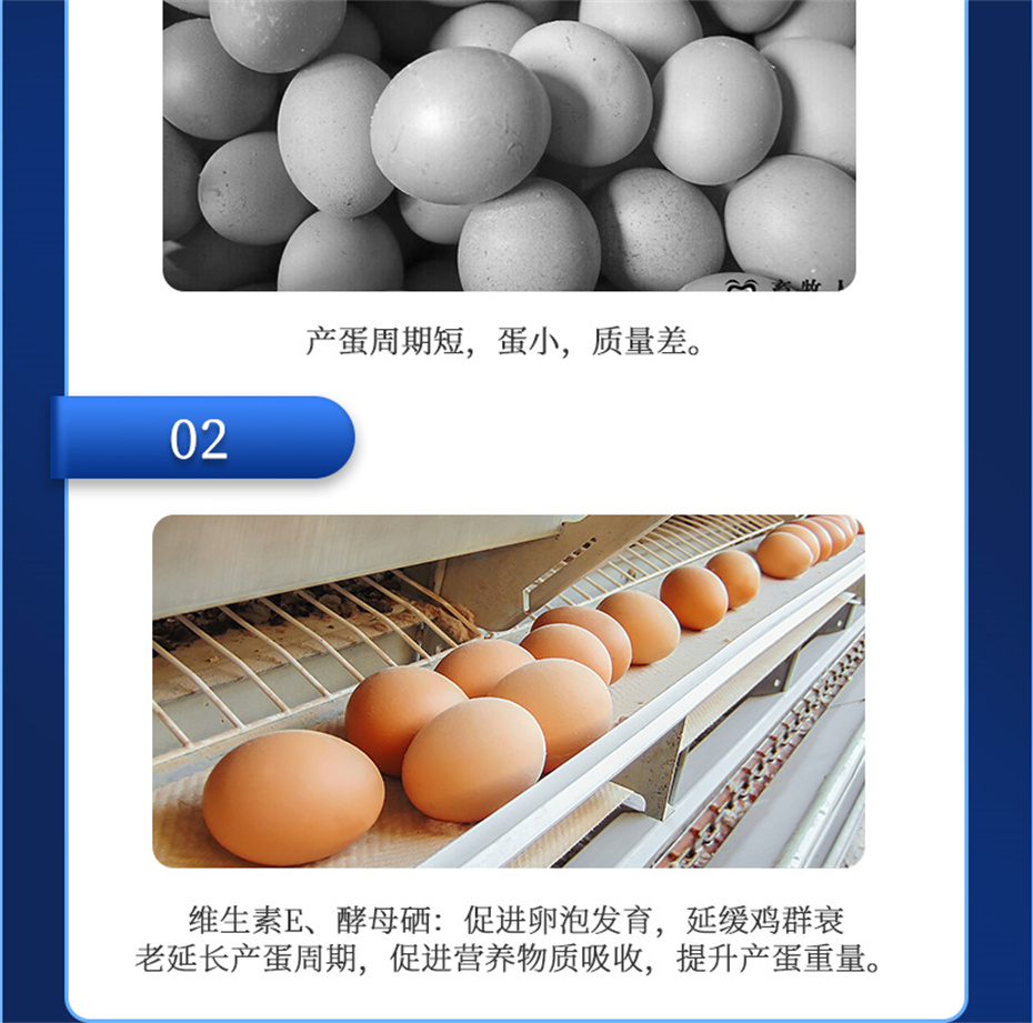 尊龙凯时人生就是博动保禽饲料添加剂蛋高产品介绍