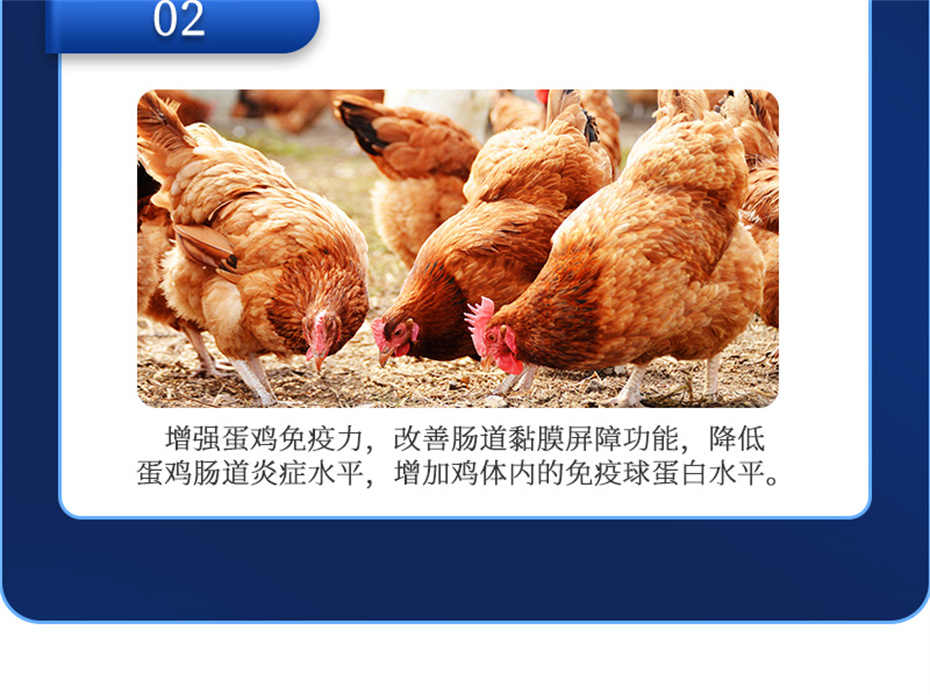 尊龙凯时人生就是博动保禽饲料添加剂蛋高产品介绍